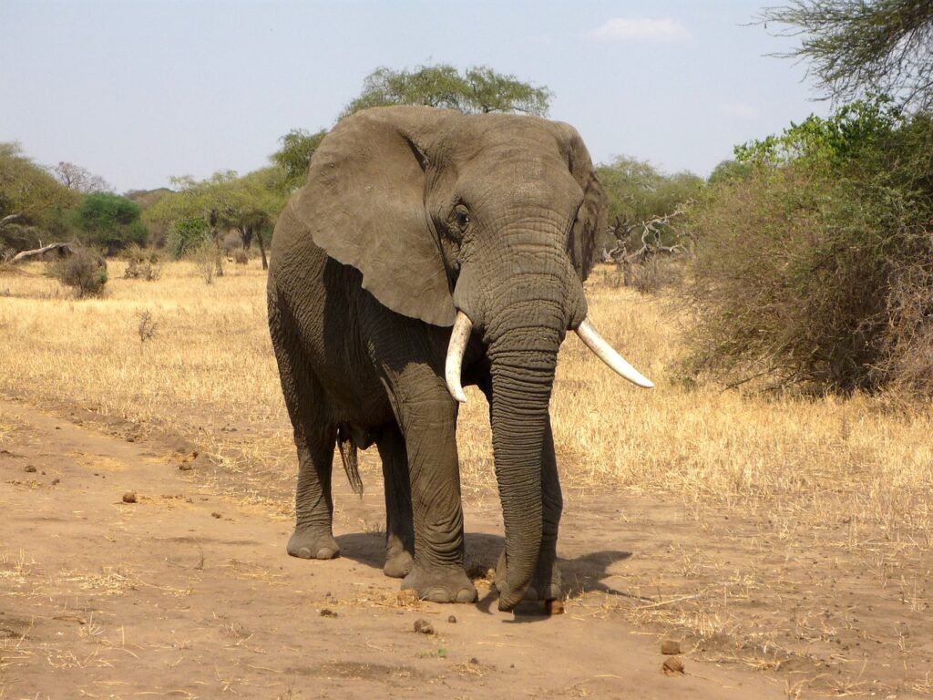 Interesting facts about Nigerian animals- African bush elephant