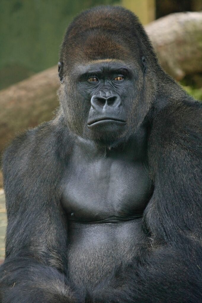 Nigerian wildlife regions and all its unique animals- gorilla, ape, Nigeria wildlife