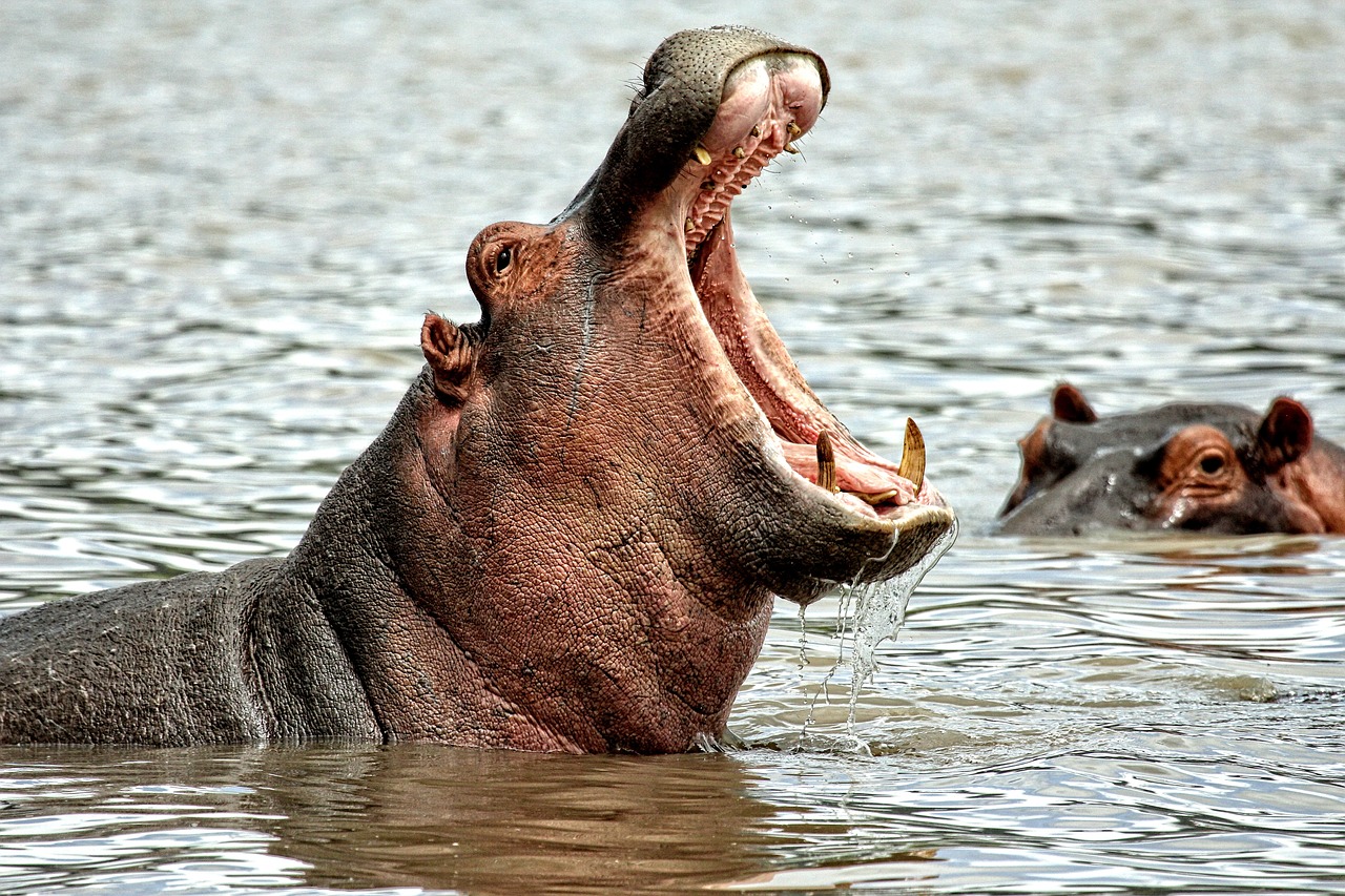 Nigerian wildlife regions and all its unique animals- hippo, animals, africa