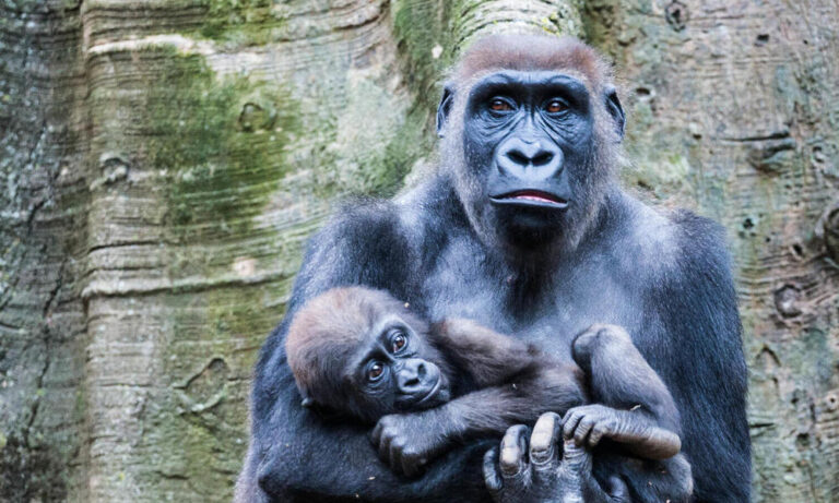 Interesting facts about Nigerian animals- Cross River Gorilla with infant