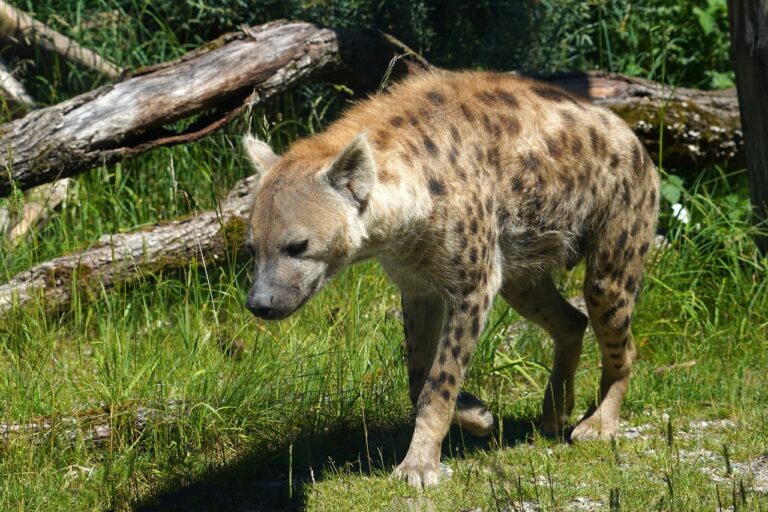 Interesting facts about Nigerian animals-Picture of a hyena