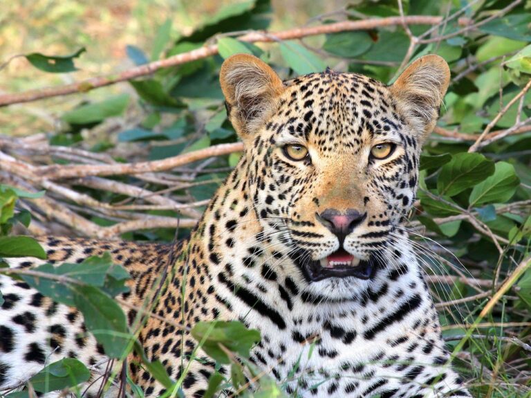 Interesting facts about Nigerian animals- leopard in resting position