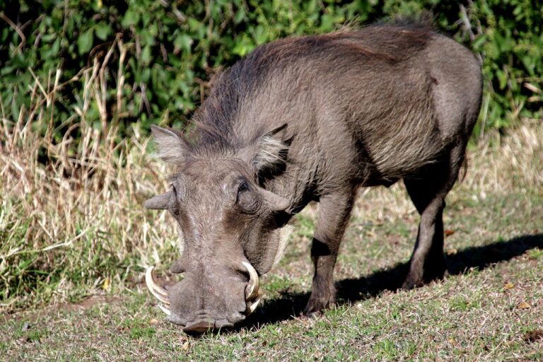 Interesting facts about Nigerian animals- warthog, wildpig