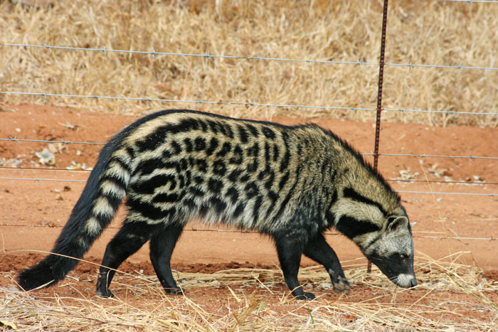 Interesting facts about Nigerian animals- African civet