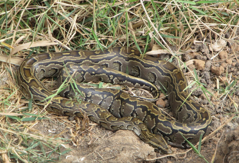 Interesting facts about Nigerian animals- Central African rock python