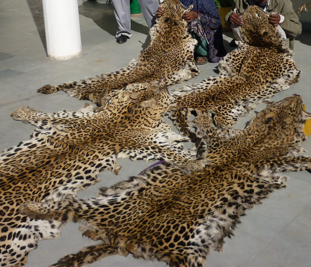 Extinct animals and biodiversity loss in Nigeria-Skin of 4 dead leopards on the ground