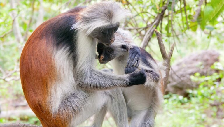 Interesting facts about Nigerian animals- Two Niger Delta red colobus monkeys