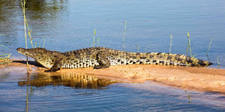 Interesting facts about Nigerian animals- Nile crocodile on the shore