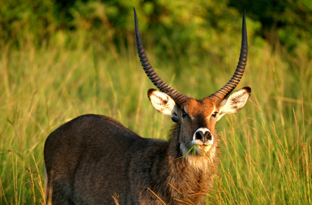 Interesting facts about Nigerian animals- Waterbuck