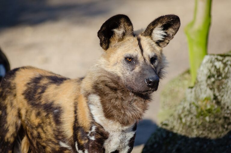 Interesting facts about Nigerian animals- picture of an African wild dog