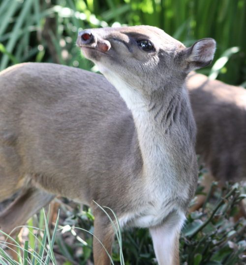 Extinct animals and biodiversity loss in Nigeria- Blue duiker