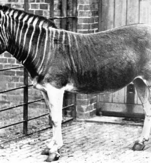 Extinct animals and biodiversity loss in Nigeria- Quagga