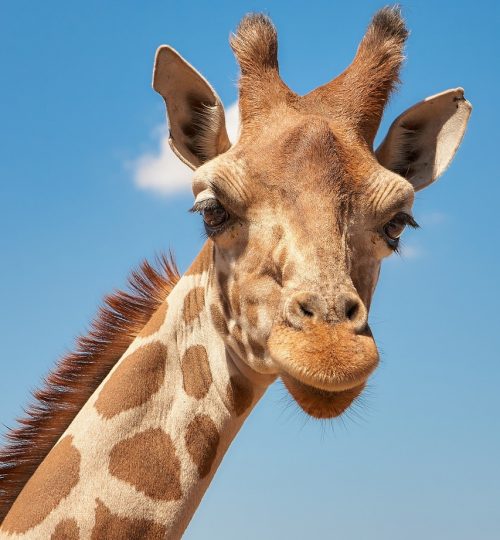 Extinct animals and biodiversity loss in Nigeria- giraffe