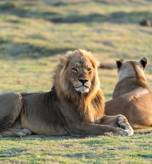 Extinct animals and biodiversity loss in Nigeria-lion and lioness laying down